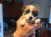 5 adorable 7 week old puppies