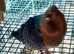 6 fancy pigeons