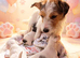 Parson jack Russell  terrier