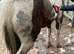 14hh 16yo Skewbald trotter x gelding