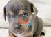 Jack Russell Puppys, NOW READY, Top quality Bloodlines