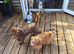 Toy jackapoo pups for sale