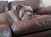 Cane corso female