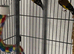 Pair gold finches