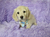 Beautiful long coat cream mini dachshunds
