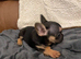 Last two chunky pups left