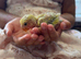 Peach Faced LoveBird Chicks Hand Reared