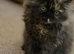 Female Pedigree Persian