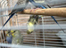 Baby Budgies
