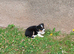 2 adorable sheep dog pups for salr