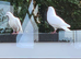 Mixed pigeons