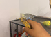 Hand Tame Baby Budgies