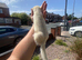 Litter of 5 available from 10/7/26 pure silver mitt x half micro silver mitt(small)