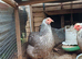3 silver pencilled wyandotte pullets