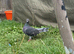 Racing pigeons and other ones
