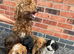cockapoo puppies
