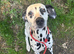 Gorgeous female Dalmatian