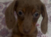 Miniature dachshund