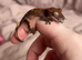 juvenal crested geckos