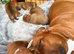 LAST ONE STUNNING RED STAFFORDSHIRE BULL TERRIER PUPPIES️️
