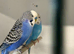 X3 pairs adult budgies