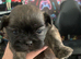 Shihtzu puppies for sale
