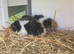 Baby Texel Guinea pigs. Waiting list open