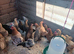 Pekin Bantams