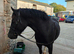 Flashy Welsh C Allrounder