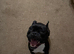 14 month old frenchie x staffie