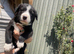 Black and white dog 4 weeks old