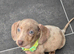 Stunning Miniature Dachshunds