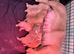 Male American Bully