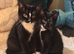 Male kittens