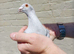 Racing Pigeon Cock Bird Rare colour Hen 2025 rrpa