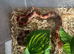 Corn snake