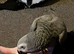 AFRICAN GREY PARROT