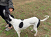 Lurcher for sale