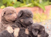 KC Registered Isabella, Blue & Tan German Shepherd Puppies