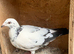 2 Tiger Grizzle racing racer pigeons bred 2026
