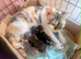 Pretty kittens > British Blue x Calico half Bengal from £100..
