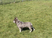 French bulldog 1 year old