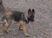 Gorgeous German Shepherd puppies (only 1 female now available)