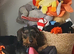 Lovley female wiredhaired dachshund