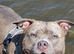 Two short legged staffy s for sale ,