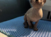 Boy Sphynx