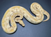 Adult Pythons.