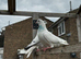 Pigeons for sale