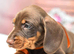 Mini Dachshund puppies looking for their forever homes due to a house move 2 beautiful Mini Dachshund puppies available