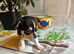 Chihuahua puppies